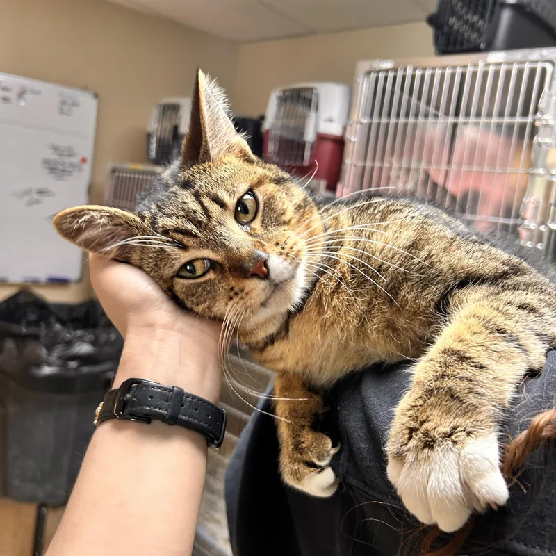 An adult medium-sized male Tabby (Brown / Chocolate) Domestic Short Hair cat named Petrie for adoption in Myerstown, PA