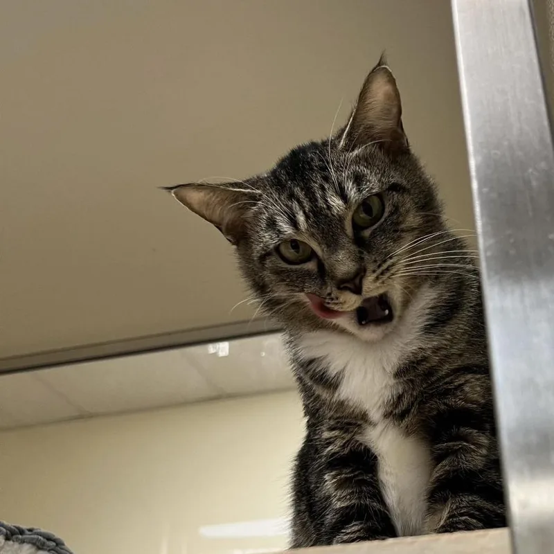 An adult medium-sized female Brown / Chocolate Domestic Short Hair cat named Mystic for adoption in Roanoke, VA