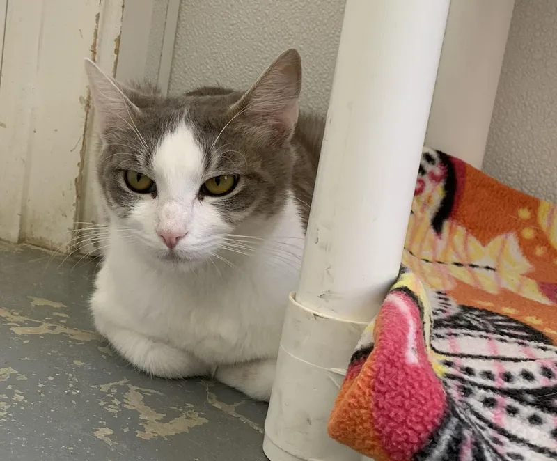 A young medium-sized female Tabby (Gray / Blue / Silver) Domestic Short Hair cat named Nora for adoption in Hollister, CA