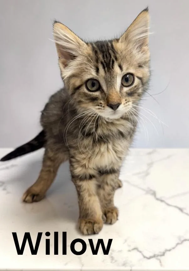 A baby medium-sized female Tabby cat named Willow for adoption in Weems, VA