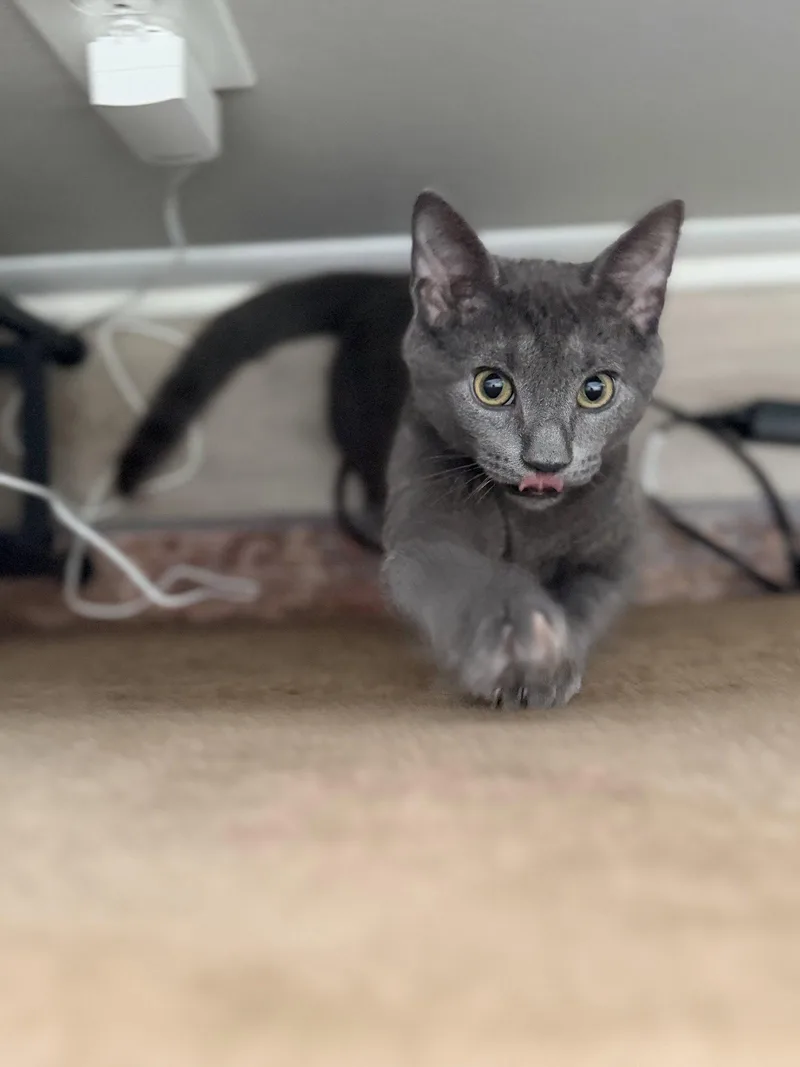 A young large-sized male Russian Blue cat named Merlin for adoption in Columbus, OH