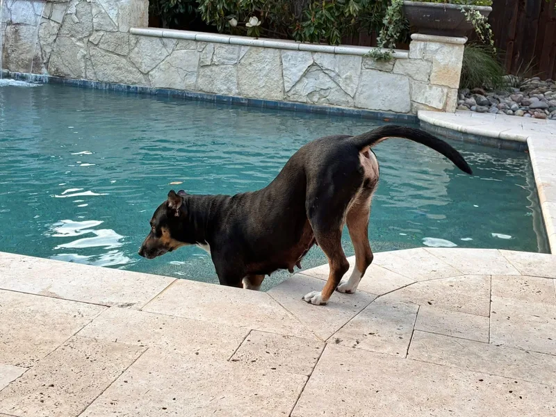 A young medium-sized female Shepherd dog named Princess for adoption in Keller, TX
