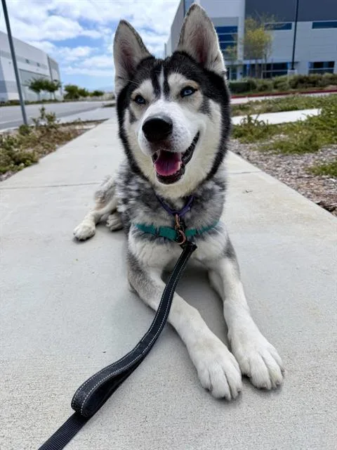A young large-sized male Siberian Husky dog named Kodiak for adoption in Chula Vista, CA