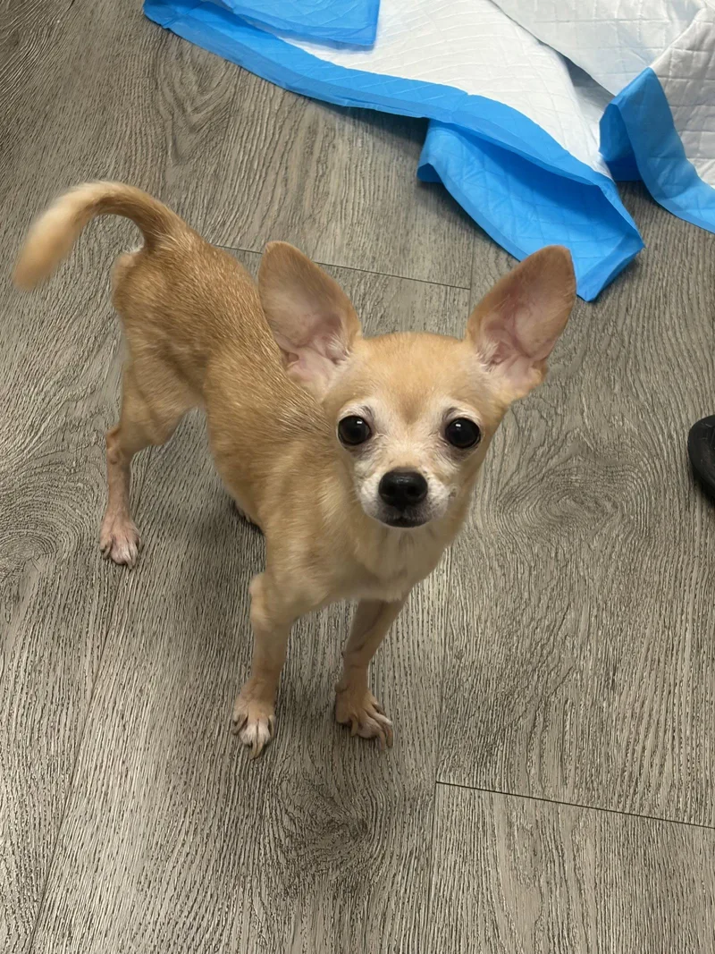 A young medium-sized male Chihuahua dog named Prince for adoption in Alexandria, KY