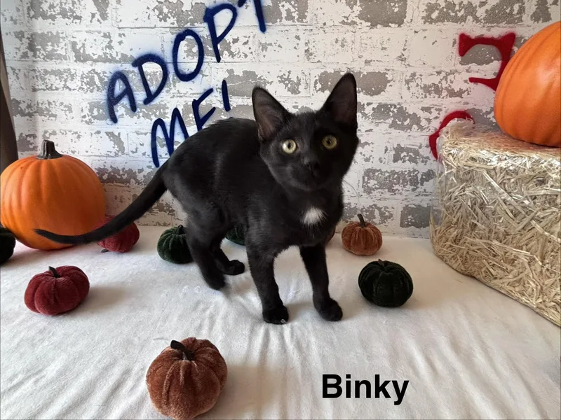 A baby small-sized male Domestic Short Hair cat named Binky for adoption in queen creek, AZ