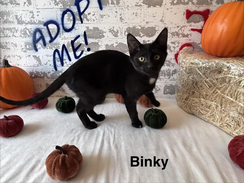 Binky thumbnail 2