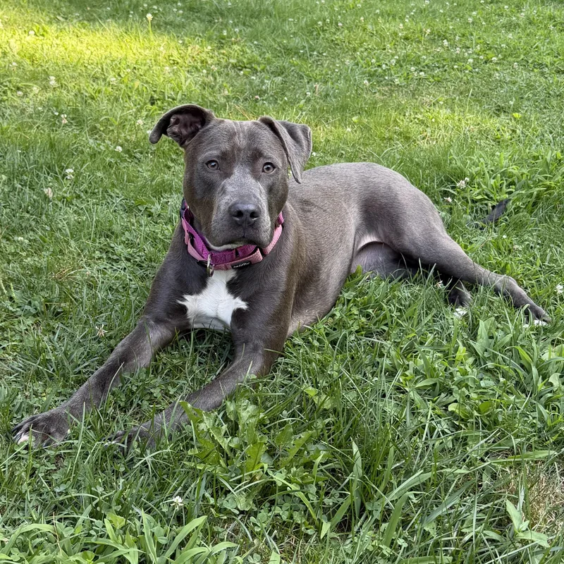 A young large-sized female Gray / Blue / Silver Pit Bull Terrier dog named Penny for adoption in Pelham, NH