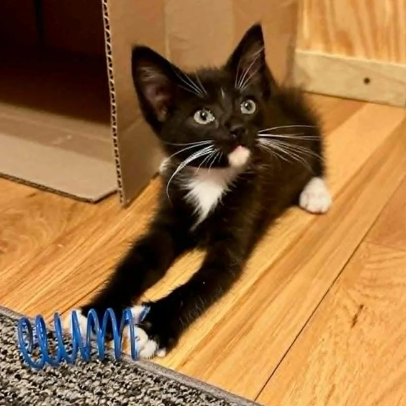 A baby small-sized male Black Domestic Short Hair cat named Mateo for adoption in Alexandria, VA