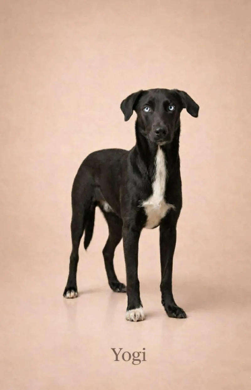 A baby medium-sized male Border Collie dog named Yogi for adoption in Allen, TX