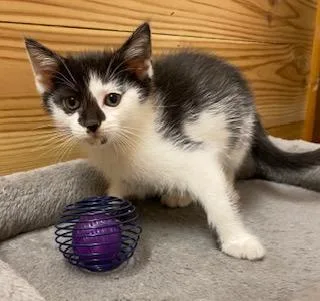 Little Bit Of Devotion thumbnail 3