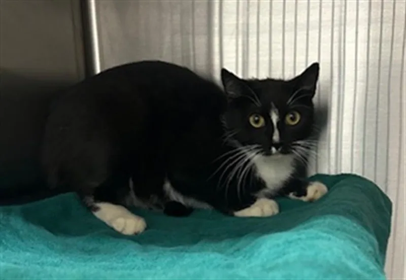 A young medium-sized female Domestic Short Hair cat named Genesis for adoption in Derwood, MD