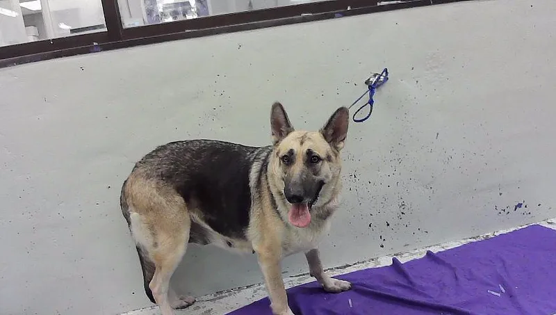 An adult large-sized female German Shepherd Dog dog named Lady for adoption in Houston, TX