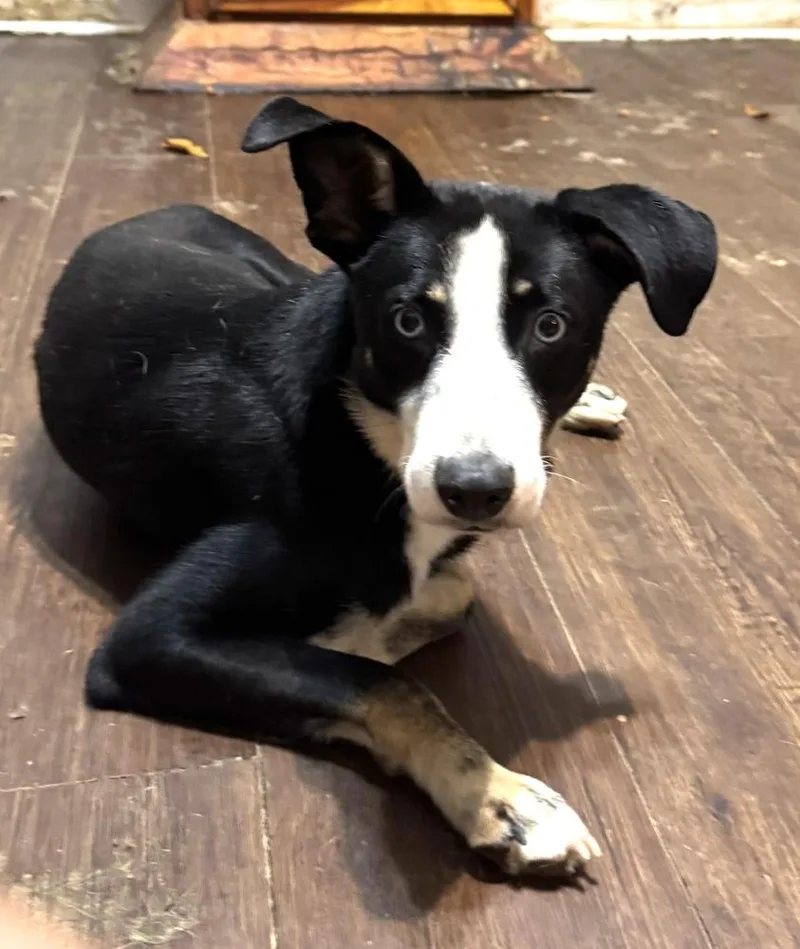 A young small-sized male Tricolor (Brown, Black, & White) Whippet dog named Radcliff for adoption in Horn Lake, MS