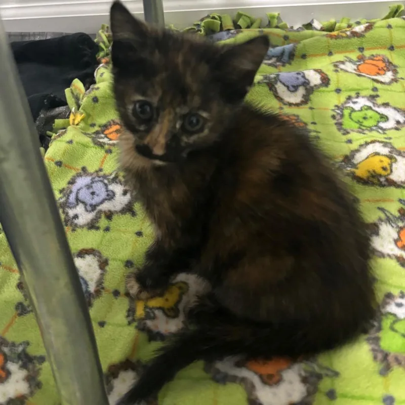 A baby medium-sized female Domestic Short Hair cat named Muffin for adoption in Columbia, MO