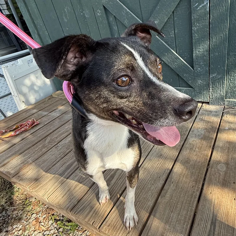 An adult medium-sized male Brindle Feist dog named Dillian for adoption in Columbia, SC