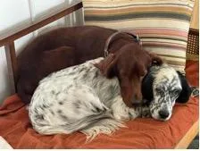 A young medium-sized male Black English Setter dog named Oli for adoption in East China, MI