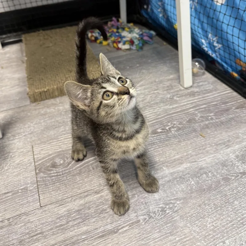 A baby small-sized female Brown / Chocolate Domestic Short Hair cat named Alani for adoption in Ridgely, MD