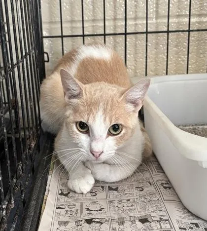 An adult small-sized male Orange & White Domestic Short Hair cat named Mill for adoption in Harlingen, TX
