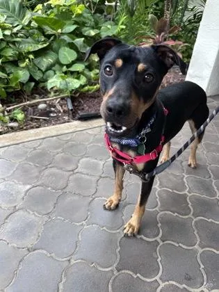 An adult medium-sized male Terrier dog named Finn for adoption in Honolulu, HI