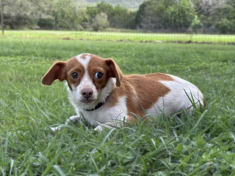 An adult small-sized female Chihuahua dog named Kiki for adoption in Helotes, TX