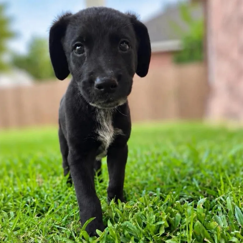 A baby medium-sized male Black Labrador Retriever dog named Brisket for adoption in Fort Worth, TX