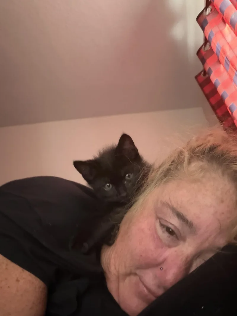 A baby small-sized male American Shorthair cat named Rocky for adoption in Maitland, FL