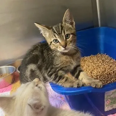 A baby small-sized male Domestic Short Hair cat named Neptune for adoption in Chehalis, WA