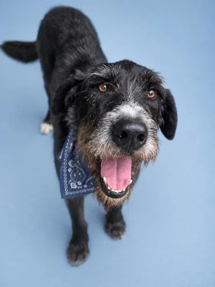 An adult large-sized female Great Dane dog named Stella & Georgie for adoption in Kutztown, PA