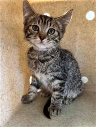 A baby small-sized female Domestic Short Hair cat named Khloe for adoption in Lancaster, CA