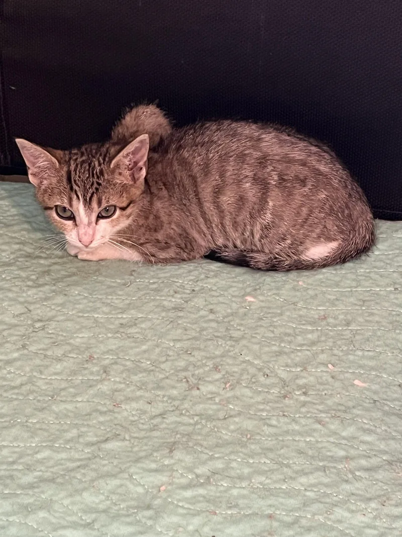 A young small-sized female Domestic Short Hair cat named Mountain Bell for adoption in Aurora, CO
