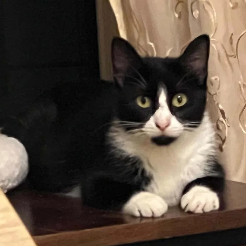 An adult medium-sized female Domestic Short Hair cat named Morticia FC BDK for adoption in Union, MO