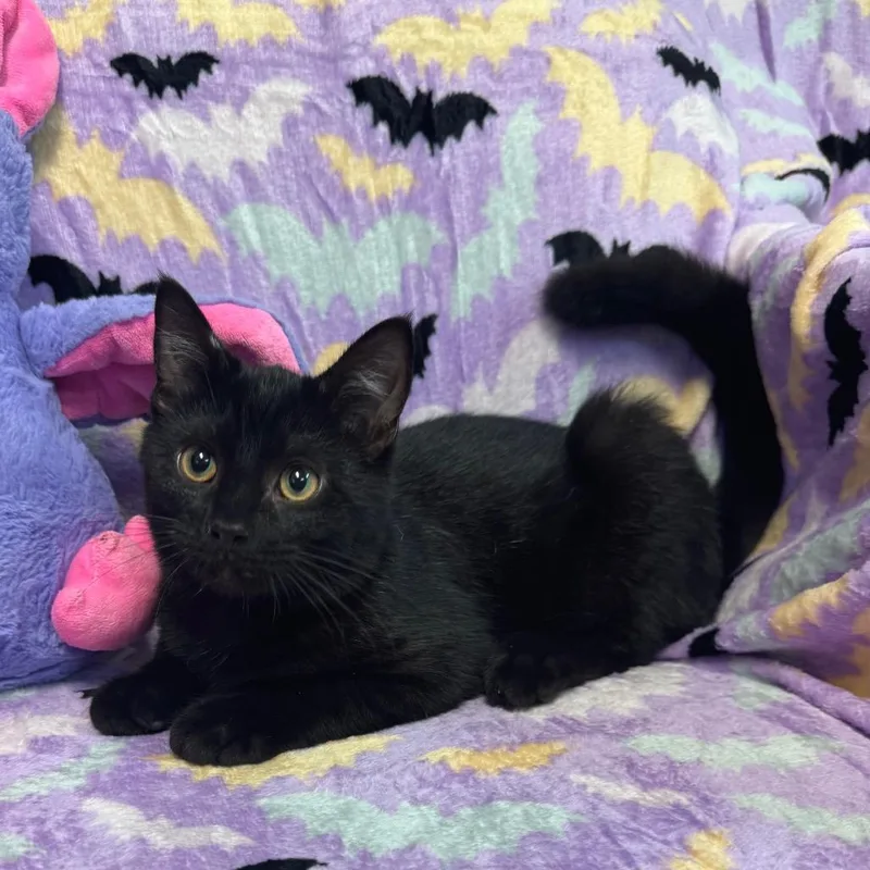 A baby small-sized male Domestic Short Hair cat named Percy for adoption in Kittanning, PA