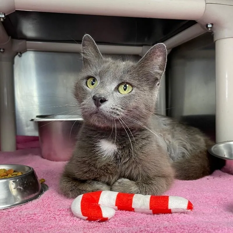 An adult medium-sized female Domestic Medium Hair cat named Marianna for adoption in Roanoke, VA