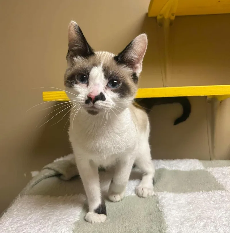 A young medium-sized male Domestic Short Hair cat named Stormi for adoption in Maryville, MO