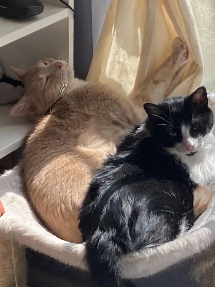 An adult medium-sized female Black & White / Tuxedo Domestic Short Hair cat named Charlie for adoption in Powder Springs, GA