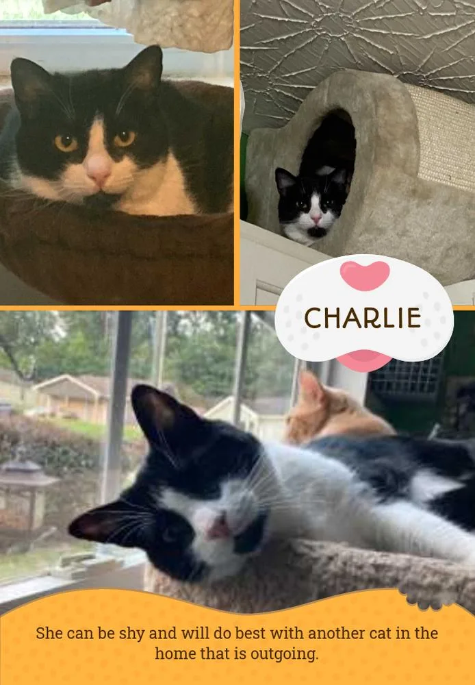 Charlie thumbnail 3