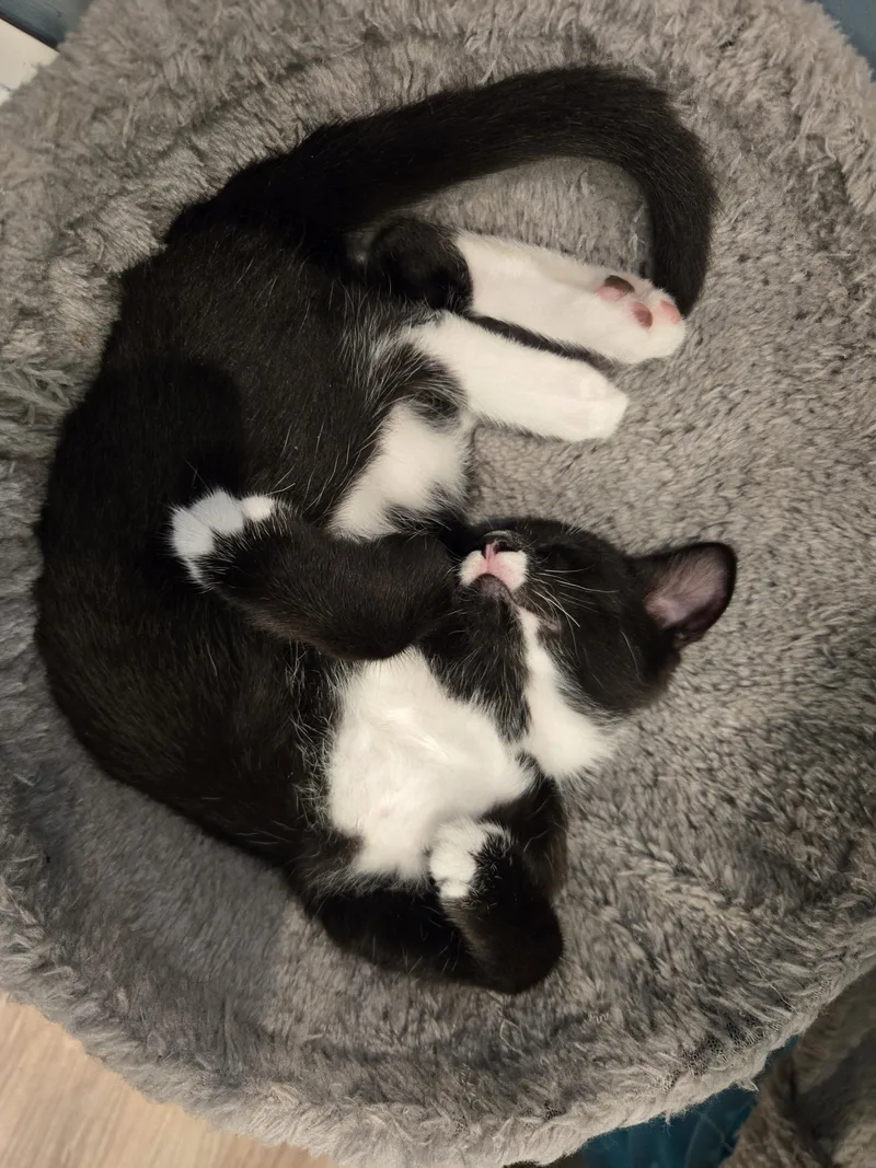 A baby small-sized female Domestic Short Hair cat named Marimba for adoption in Bethel Park, PA