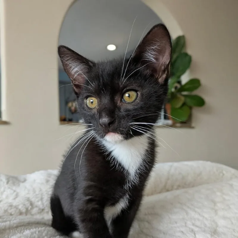 A baby small-sized male Black Domestic Short Hair cat named Rye for adoption in Pacific Grove, CA