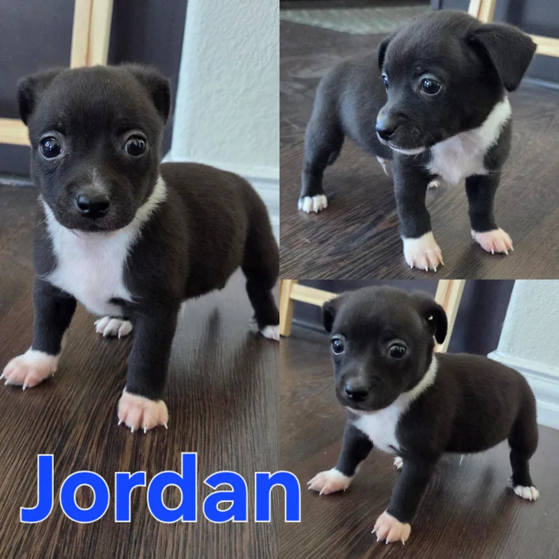 Jordan