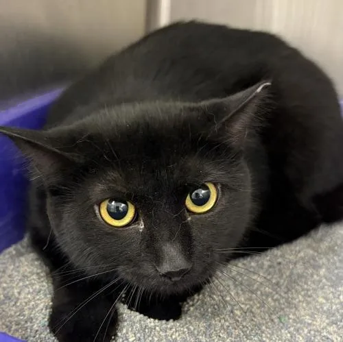 A young medium-sized female Domestic Short Hair cat named Duster for adoption in Webster, MA