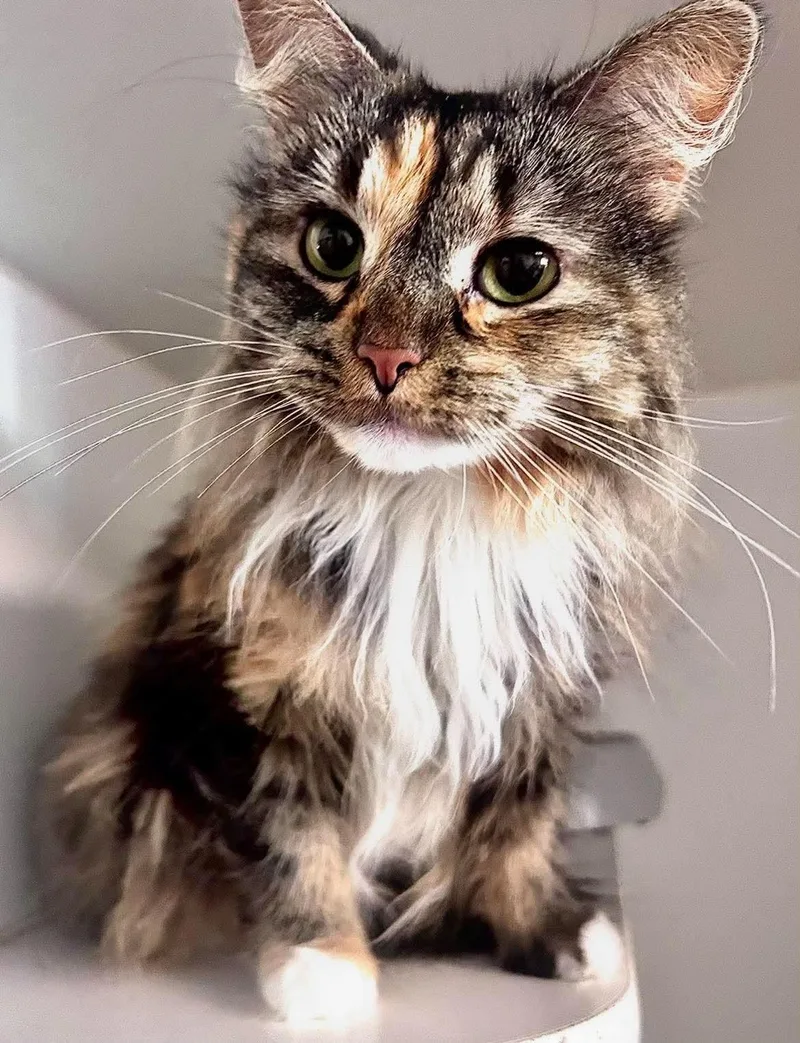 An adult medium-sized female Domestic Long Hair cat named Nala for adoption in Gettysburg, PA