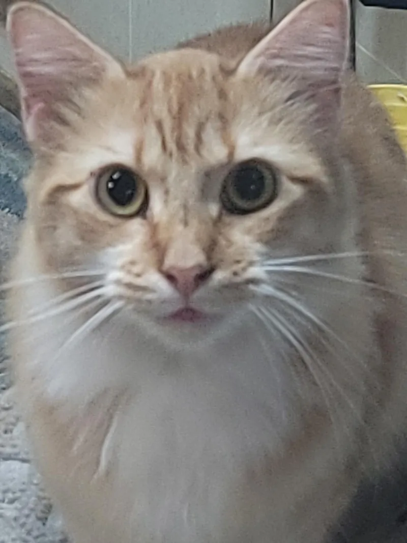 An adult medium-sized male Orange & White Domestic Long Hair cat named Joe Dirt for adoption in Winston-Salem, NC