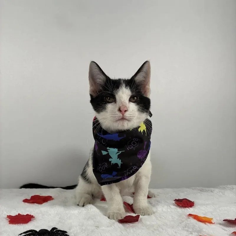 A baby small-sized female Domestic Short Hair cat named Glinda for adoption in Johnson City, TN