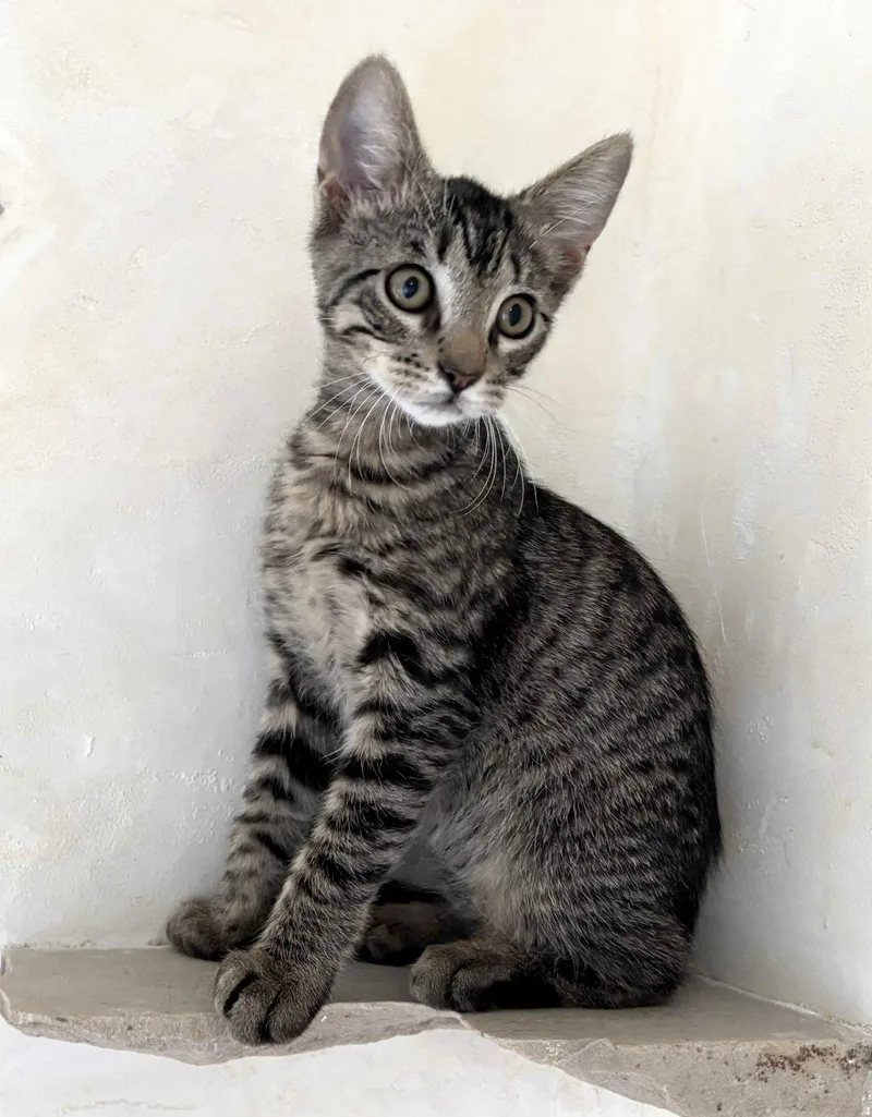 A baby medium-sized male Tabby (Brown / Chocolate) Domestic Short Hair cat named Leo for adoption in Manitou Springs, CO
