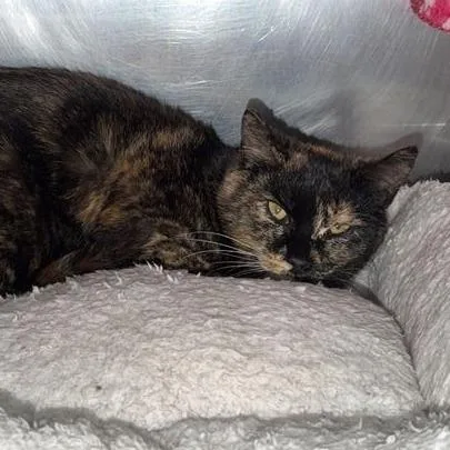 A young medium-sized female Tortoiseshell Domestic Short Hair cat named Roxie for adoption in Driggs, ID