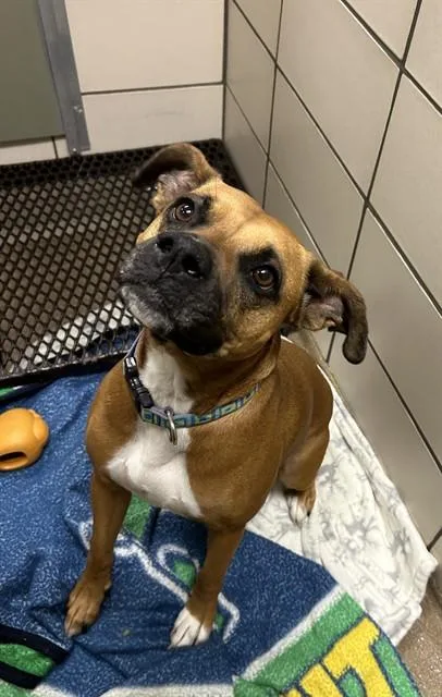An adult medium-sized female Boxer dog named Cora May for adoption in Fort Wayne, IN