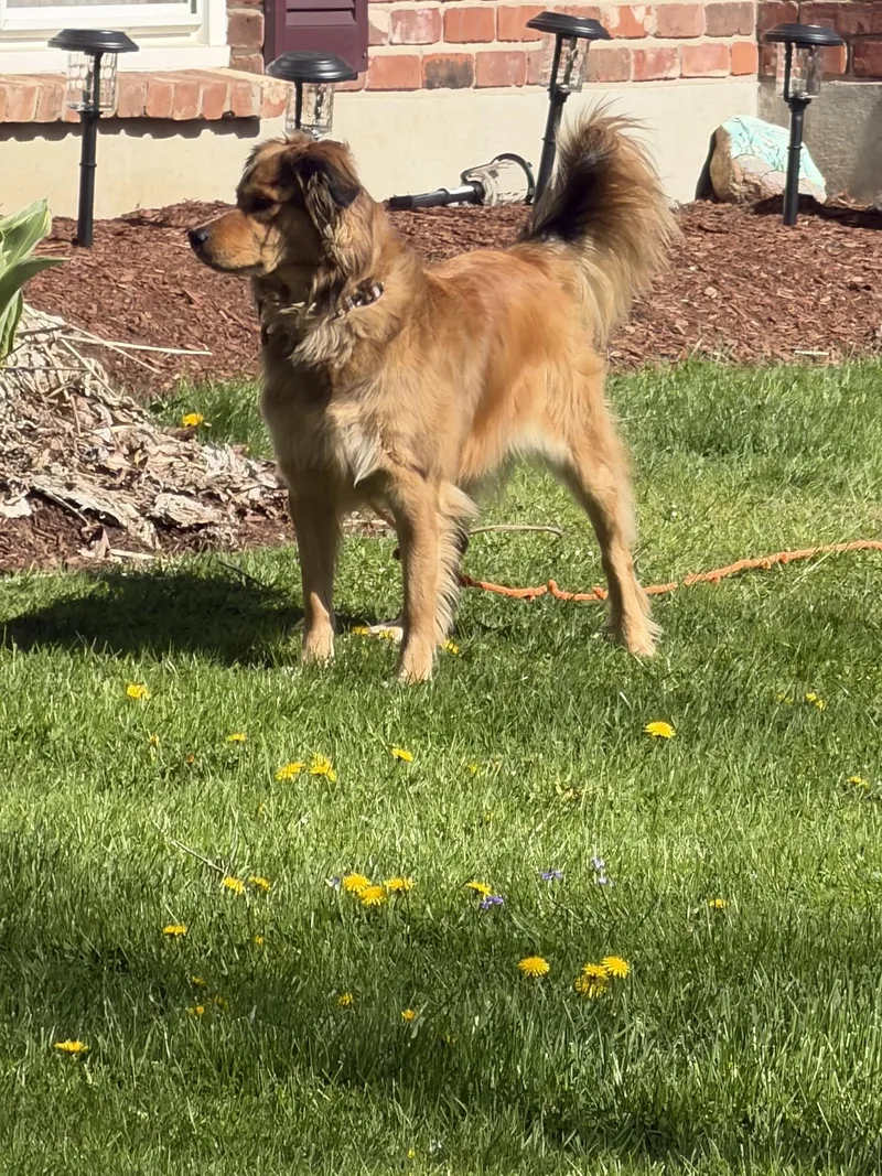Bailey thumbnail 3