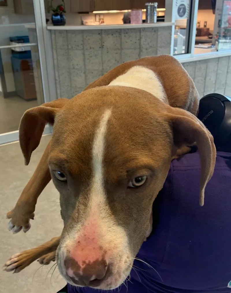 A young large-sized male Mixed Breed dog named Odin for adoption in Bossier City, LA