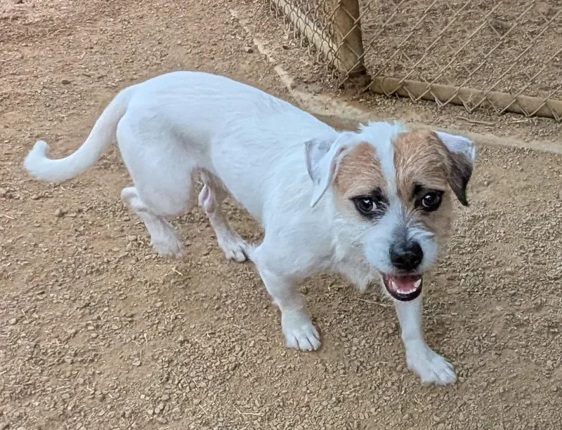 An adult small-sized male Wirehaired Terrier dog named Nino A for adoption in Plano, TX
