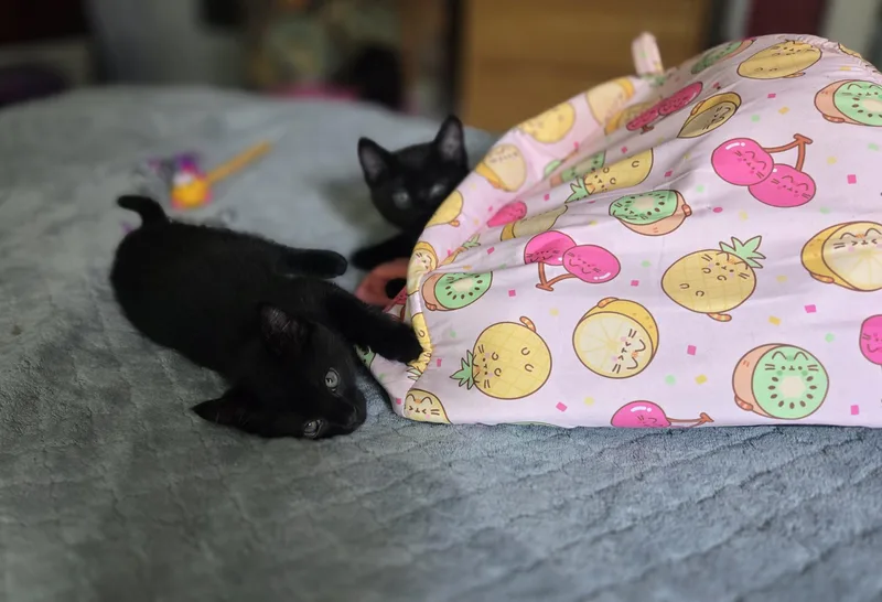 A baby medium-sized female Black Domestic Short Hair cat named Charlotte aka "Charlie" for adoption in Milwaukee, WI